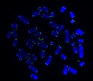 The green spots are telomeres on the blue chromosomes from a leukaemia cell. Spot the two abnormal "ring" chromosomes - no ends, no telomeres. 